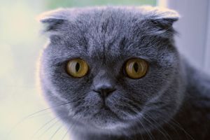 448px-Scottish_Fold_cat_(blue)